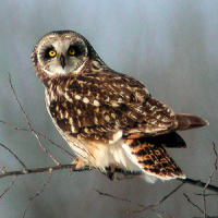 Natural History of the Short-eared Owl <i>Asio flammeus flammeus</i> in North America