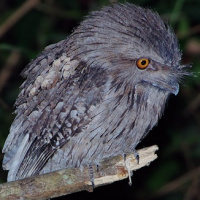 Myth of the Tawny Frogmouth 'Owl'