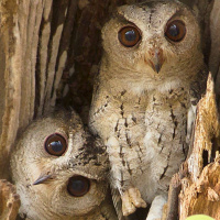 Endearing Indian Owls