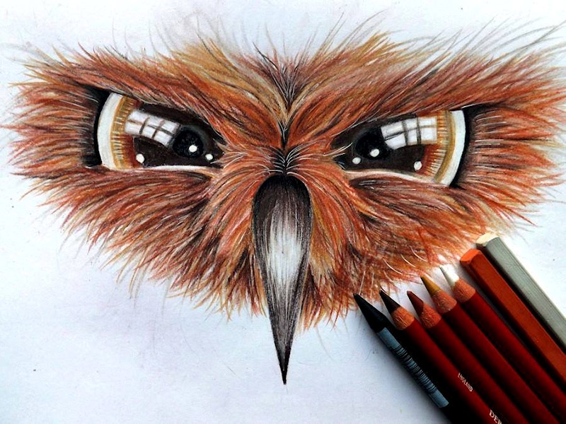Owl Face drawing
