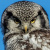 Northern Hawk Owl photos by Jorgen Bjerrin...