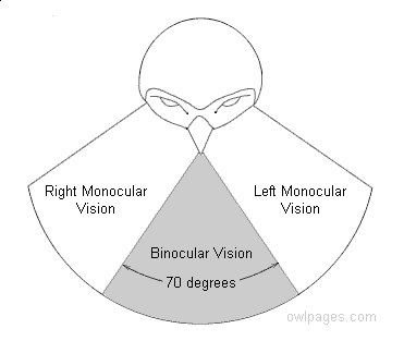 physiology_binocular_vision.gif