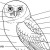 Owl Physiology