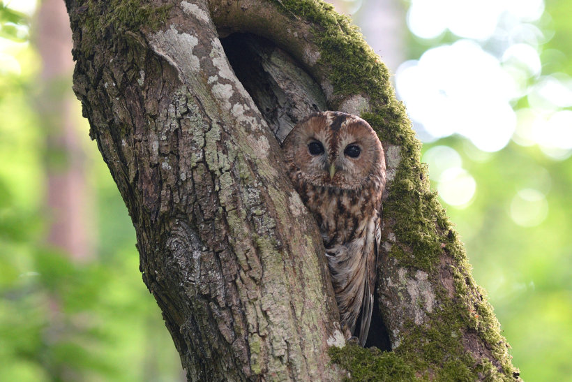 Tawny Owl at nest