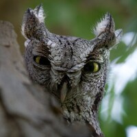 Peek A Hoo- Arizona Western Screech Owl