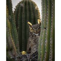 Zeus the Gatekeeper in a Saguaro Cactus