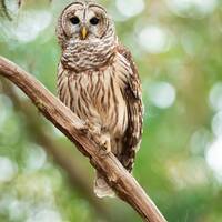 Florida Barred Owl photography Print