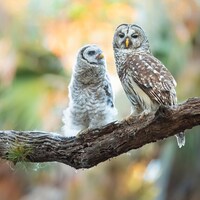 Mother and baby Barred Owl nature photo print