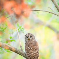 Barred Owl Photographic Print