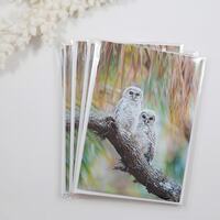 Barred Owl Note Cards, Set of 5 Owl Notecards, Blank Cards, Bird Stationery, Greeting Card, ...