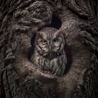 Camouflage Screech Owl - Massachusetts - Bird Photo Print - 8x10" Size