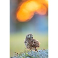 Burrowing Owl, Sunset, Cape Coral Owls, Canvas Gallery Wrap, Metal Prints, Owl Photo, Owl Pr...