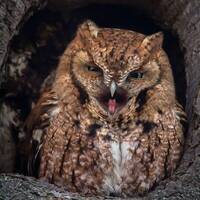 Red Morph Eastern Screech Owl - Newbury, Massachusetts - Bird Photo Print - Free Shipping