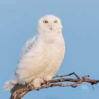 Snowy Owl Bird Photo Print
