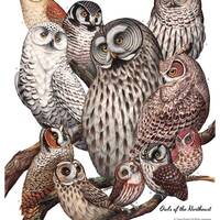 Owls of the Northeast, signed poster 18X24"
