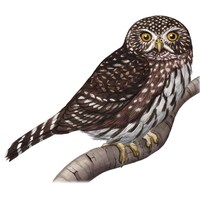 Northern Pygmy Owl (Original Watercolor)