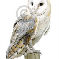 Barn Owl - color pencil drawing print - bird art - artwork signed by artist Gary Tymon - 2 s...
