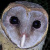 Andaman Masked Owl