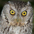 Whiskered Screech Owl