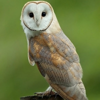 My First Contact with Barn Owls