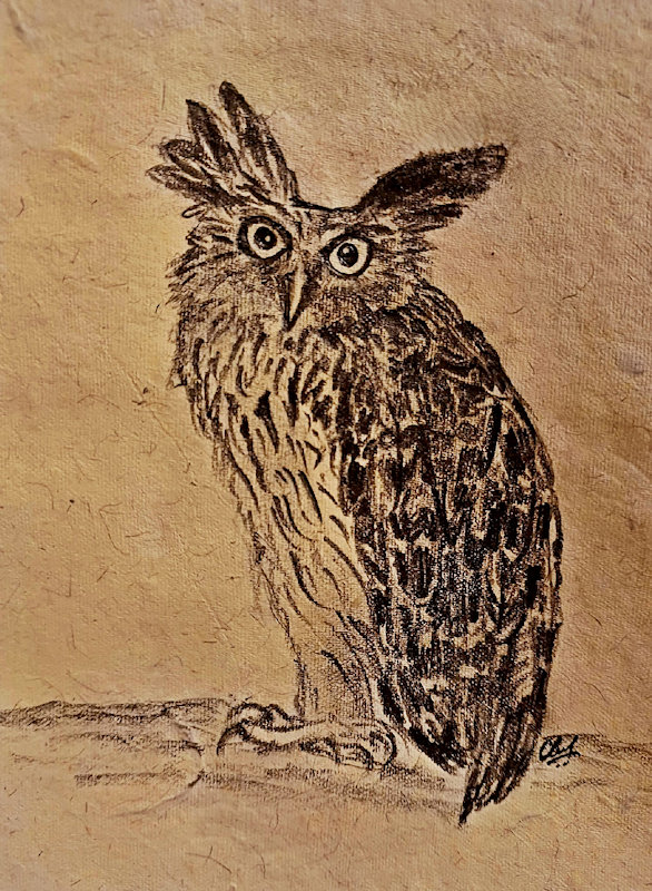 Buffy Fish Owl sketch