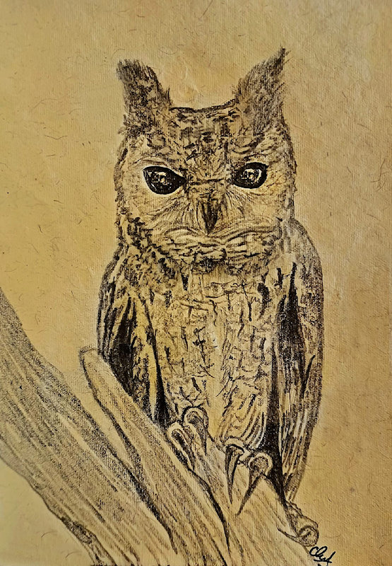 Indian Scops Owl sketch