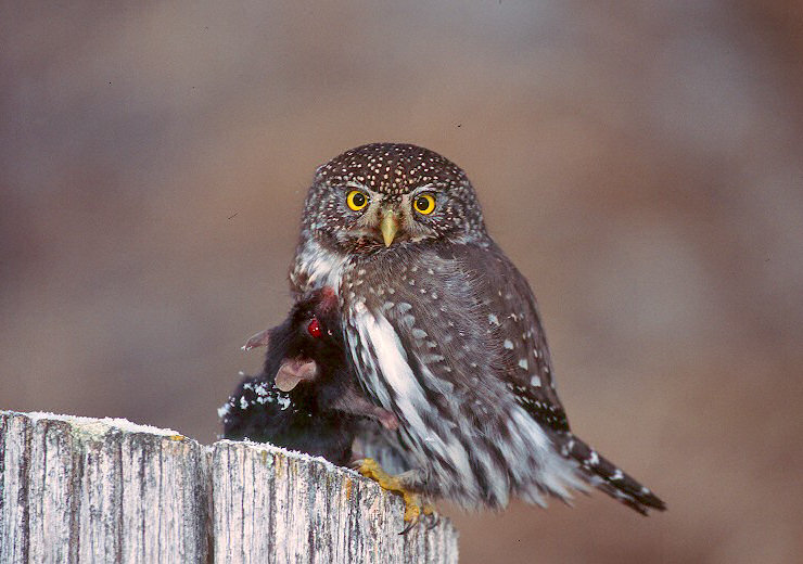 barred owl hunting