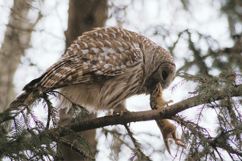 barred owl hunting