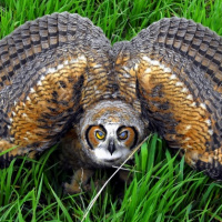 Behaviour of Owls