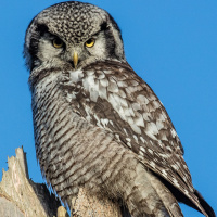 Northern Hawk Owl photos by Jorgen Bjerring