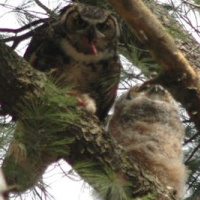 Observations of a Great Horned Owl family