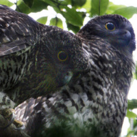 Observations of a pair of Powerful Owls