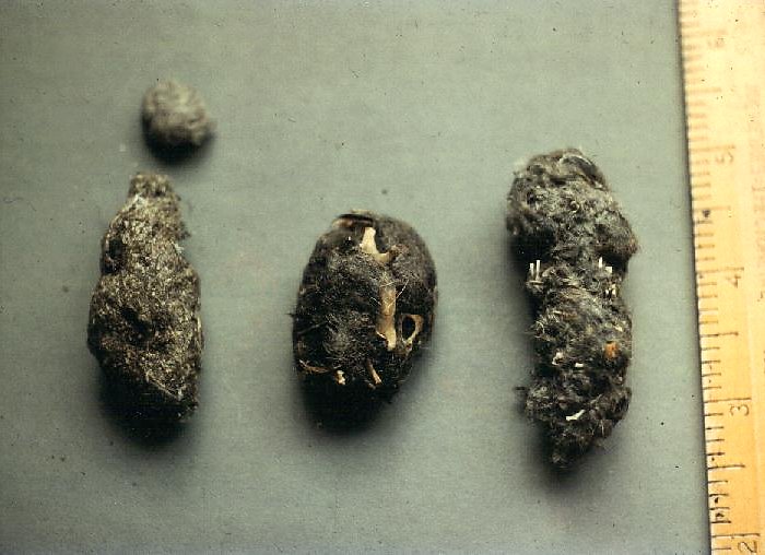 Owl Pellets: Down the Hatch and Back Again - - The Adirondack Almanack