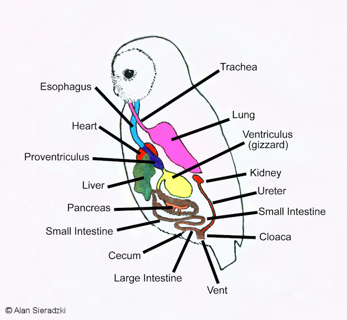 digestive system of a bird