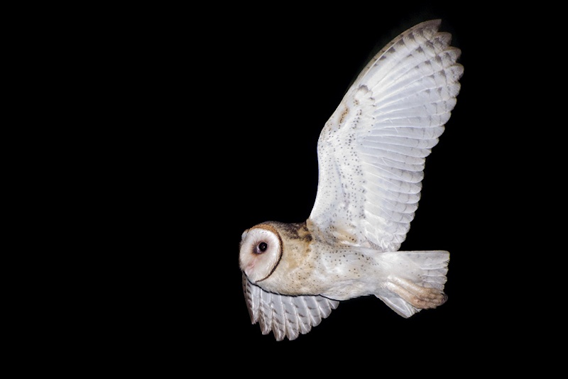 Australian Barn Owls in flight - The Owl Pages