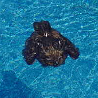 Great Horned Owl rescued from swimming pool