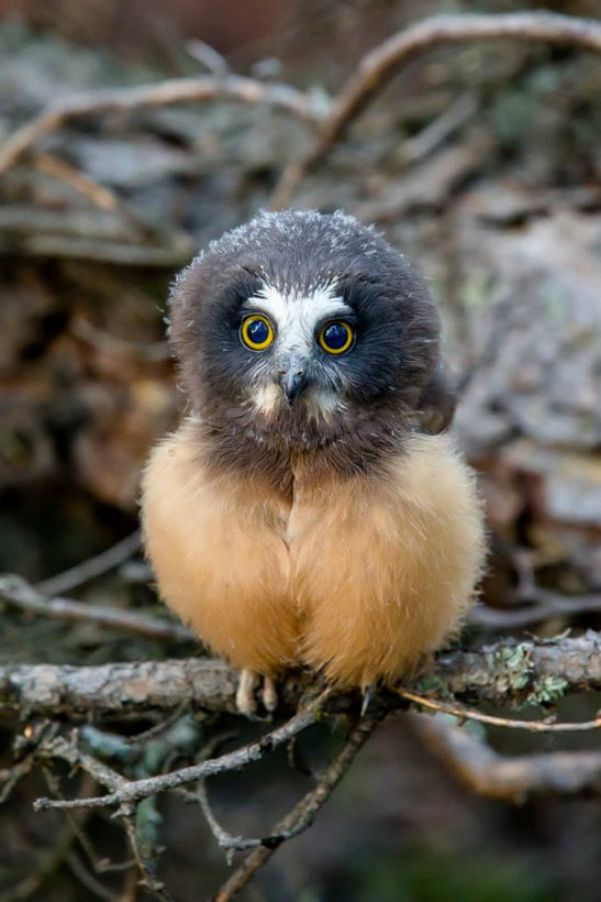 Baby Northern Saw-whet Owl
