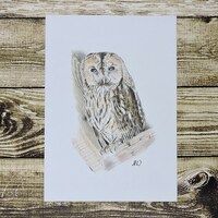 Tawny owl, an original drawing of owl.