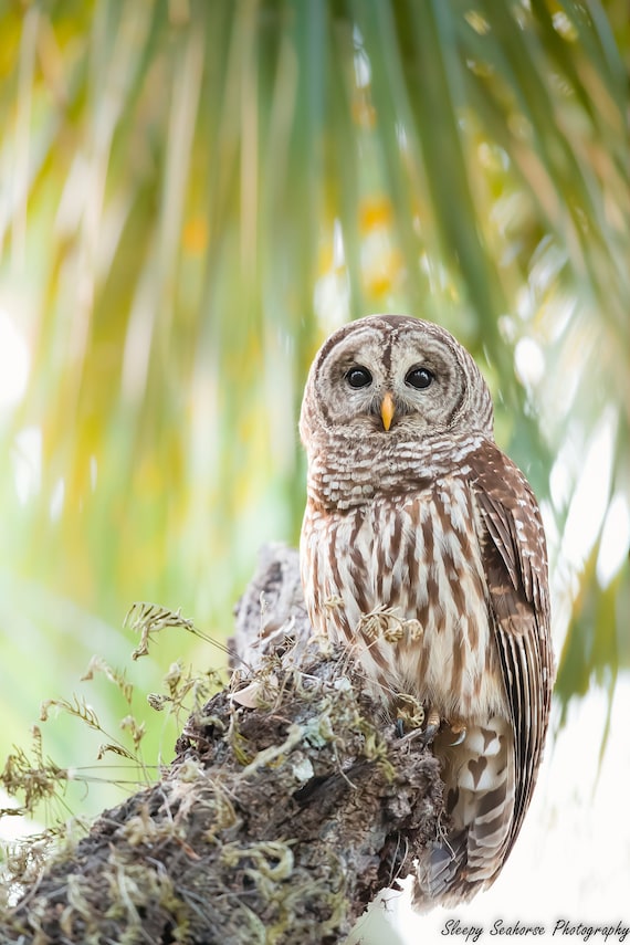 Barred Owl Nature Print