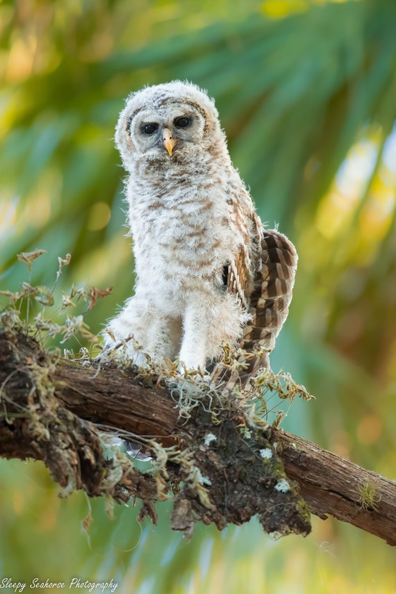 Bird Photography, Baby Bird Photo, Florida Nature Print, Wildlife Photo, Wall Art, Florida Birds, Owlet Print, Owl Chick, Nursery, Baby Owl