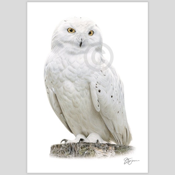 Snowy Owl portrait - color pencil drawing print - bird art - artwork signed by artist G Tymon - 2 sizes - animal wildlife illustration