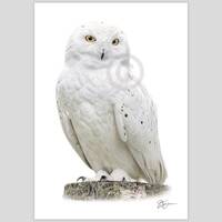 Snowy Owl portrait - color pencil drawing print - bird art - artwork signed by artist G Tymo...