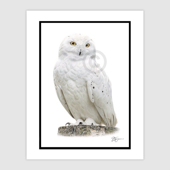 Snowy Owl - Original color pencil drawing - bird art - Portrait size A4 (11.75" x 8.25") in mount - Signed artwork by artist wildlife