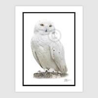 Snowy Owl - Original color pencil drawing - bird art - Portrait size A4 (11.75" x 8.25&...