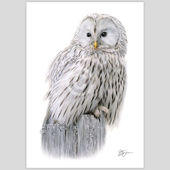 Ural Owl portrait - color pencil drawing print - bird art - artwork signed by artist G Tymon - 2 sizes - animal wildlife illustration