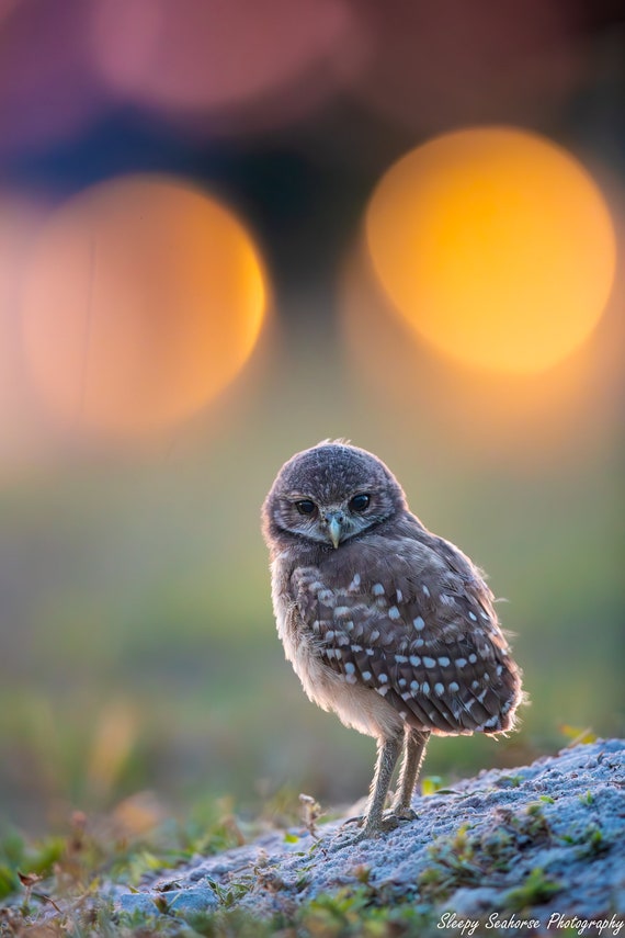 Burrowing Owl Chick, Burrowing Owlet Photo, Cape Coral Owls, Sunset, Florida Birds, Cute Baby Owl Print, Canvas Gallery Wrap, Metal Prints