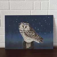 Boreal owl, an original painting of an owl.