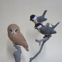 Pygmy Owl and Black-capped Chickadees