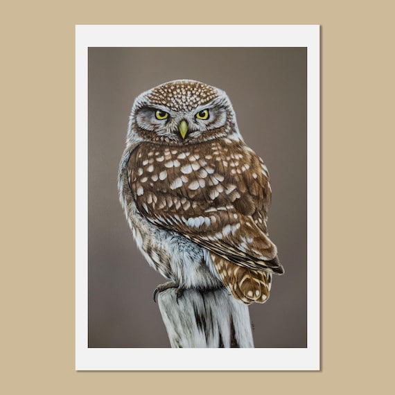 Little owl art prints, A3 & A4 sizes, Athene noctua, Owl painting, Gift for owl lover, Bird of prey wall art, Cute owl, British wildlife art