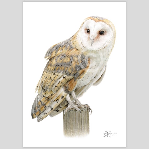 Barn Owl artwork signed by artist Gary Tymon | colour pencil drawing print | 2 sizes | bird portrait watercolour sketch wall art for home